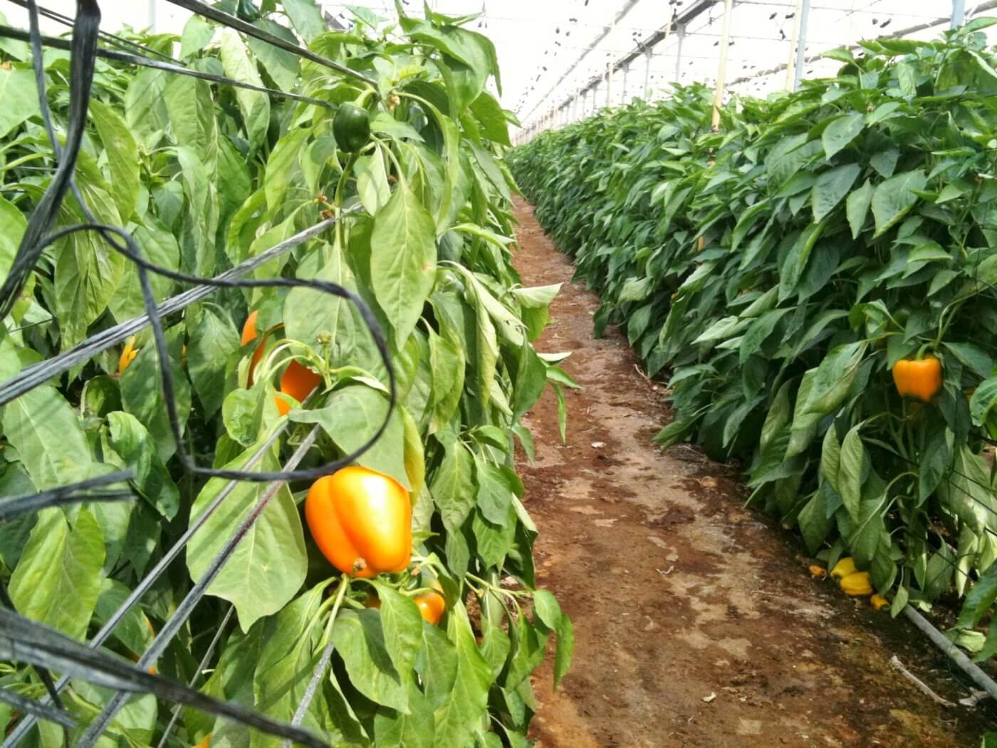 Moors Pepper Farm 30MHz